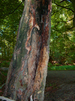 Geologische Wanderung 2007